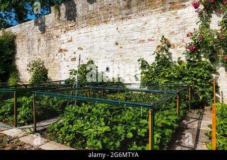 Erdbeerpflanzen wachsen in einem ummauerten Garten, der im Sommer bei Sonnenschein mit einem Bewässerungssystem durch Netze geschützt wird, Schottland, Großbritannien Stockfoto