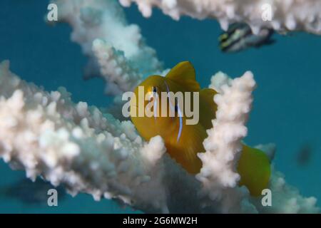 Die Zitronenkoralle-Ziege (Gobiodon citrinus). Unterwasserwort des Roten Meeres. Das Foto wurde in Makadi Bay, Hurghada, Ägypten, aufgenommen Stockfoto