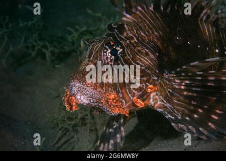 Porträt eines Rotmeerfisches (Pterois volitans). Unterwasserwelt des Korallenriffs in der Nähe der Makadi Bay, Hurghada, Ägypten Stockfoto