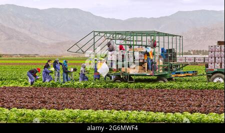 Hispanische Feldarbeiter ernten „Romaine“-Lettiuce „Lactuca sativa var. longifolia“ mit Covid-19-Virusmaske. Stockfoto