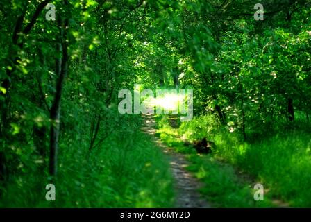 Feldweg durch einen schattigen Wald, im Sommer Stockfoto