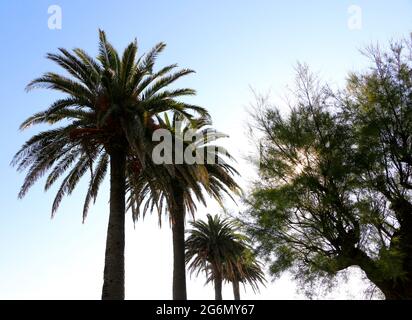 Dattelpalmen Phoenix dactylifera gegen einen klaren blauen Himmel an einem sonnigen Junimorgen Stockfoto