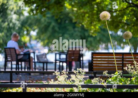Helsinki / Finnland - 5. JULI 2021: Eine Nahaufnahme einer großen kugelförmigen Blüte. Ein Mann, der auf der Bank im Hintergrund sitzt. Stockfoto