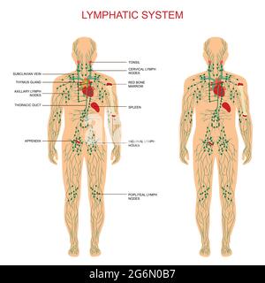 Menschliche Anatomie, Lymphsystem, medizinische Illustration, Lymphknoten Stock Vektor