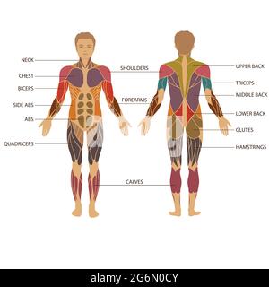 vektor muskulösen menschlichen Körper, Muskel Mann Anatomie Stock Vektor