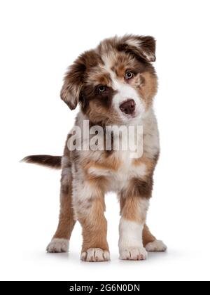 Niedliches rotes Merle weiß mit hellbraunem australischen Schäferhund, auch bekannt als Aussie-Hundewelpe, der nach vorne zeigt. Blick in Richtung Kamera mit niedlichen Kopf neigen, Mund geschlossen. Stockfoto