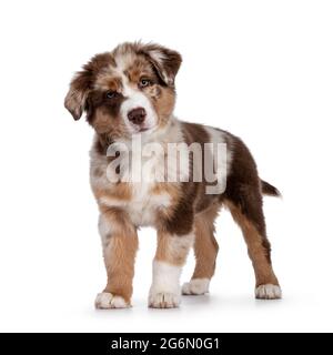 Niedliches rotes Merle weiß mit hellbraunem australischen Schäferhund, auch bekannt als Aussie-Hundewelpe, der nach vorne zeigt. Blick in Richtung Kamera mit niedlichen Kopf neigen, Mund geschlossen. Stockfoto