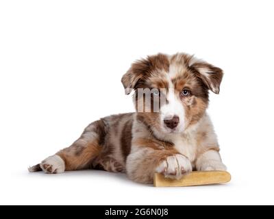 Niedliches rotes Merle weiß mit hellbraunem australischen Schäferhund, auch bekannt als Aussie-Hundewelpe, die sich seitlich hinlegt. Blick auf die Kamera, Mund geschlossen. Isoliert auf einem weißen Stockfoto