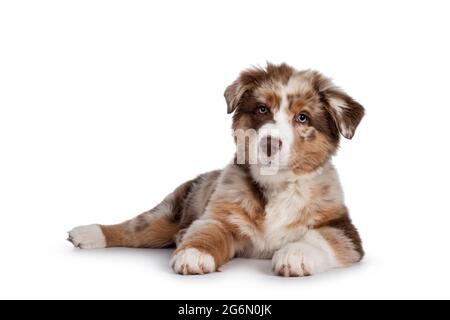 Niedliches rotes Merle weiß mit hellbraunem australischen Schäferhund, auch bekannt als Aussie-Hundewelpe, die sich seitlich hinlegt. Blick auf die Kamera, Mund geschlossen. Isoliert auf einem weißen Stockfoto