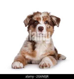 Niedliches rotes Merle weiß mit hellbraunem australischen Schäferhund, auch bekannt als Aussie-Hundewelpe, der sich mit der Vorderseite niederlegt. Blick auf die Kamera, Mund geschlossen. Isoliert auf einem WH Stockfoto
