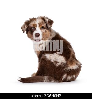 Süßes rotes Merle weiß mit hellbraunem australischen Schäferhund, auch bekannt als Aussie-Hundewelpe, der rückwärts sitzt und über die Kamera schaut, mit der Zunge nach außen. Isoliert auf einem Stockfoto