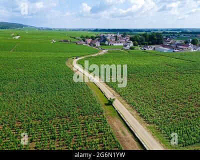 Luftblick auf grüne Grand Cru- und Premier Cru-Weinberge mit Reihen von Pinot Noir-Trauben in Cote de nuits, die aus berühmten roten und weißen Burgun hergestellt werden Stockfoto