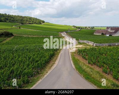 Luftblick auf grüne Grand Cru- und Premier Cru-Weinberge mit Reihen von Pinot Noir-Trauben in Cote de nuits, die aus berühmten roten und weißen Burgun hergestellt werden Stockfoto