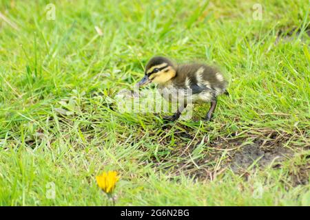 Eine niedliche Stockente Ente - Anas platyrhynchos - auf dem Gras in einem Garten Stockfoto