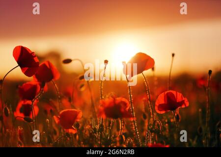 Schönes Feld von rotem Mohn. Majestätischer Sonnenuntergang leuchtet mit dem warmen Licht des Himmels und dem Feld von üppigen, großen schönen Mohnblumen. Tapete Blumen. Amazin Stockfoto