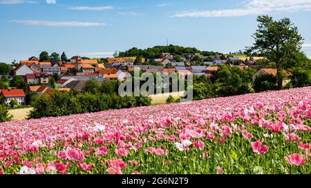 Das Dorf Grandenborn in Hessen mit den blühenden Opiummohn-Feldern Stockfoto