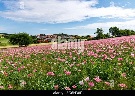 Das Dorf Grandenborn in Hessen mit den blühenden Opiummohn-Feldern Stockfoto