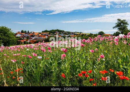 Das Dorf Grandenborn in Hessen mit den blühenden Opiummohn-Feldern Stockfoto