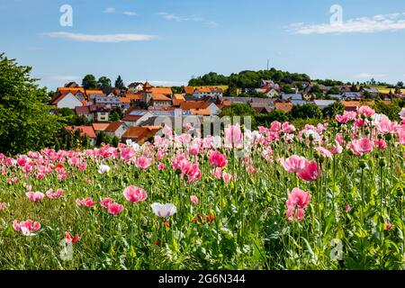 Das Dorf Grandenborn in Hessen mit den blühenden Opiummohn-Feldern Stockfoto