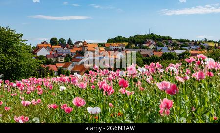 Das Dorf Grandenborn in Hessen mit den blühenden Opiummohn-Feldern Stockfoto