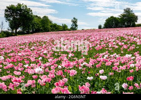 Das Dorf Grandenborn in Hessen mit den blühenden Opiummohn-Feldern Stockfoto