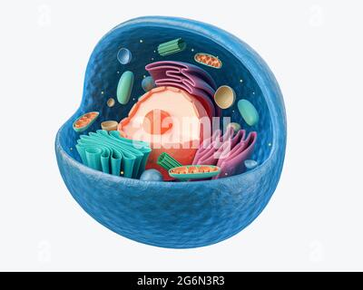 3d-Darstellung von biologischen Tierzellen mit auf Weiß isoliertem Organellenquerschnitt Stockfoto