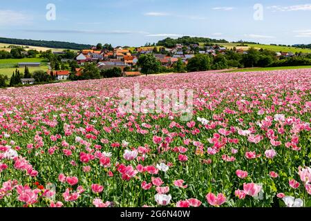 Das Dorf Grandenborn in Hessen mit den blühenden Opiummohn-Feldern Stockfoto