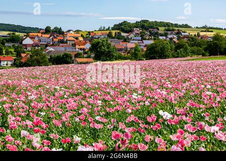 Das Dorf Grandenborn in Hessen mit den blühenden Opiummohn-Feldern Stockfoto