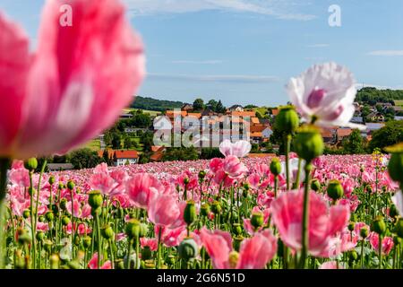 Das Dorf Grandenborn in Hessen mit den blühenden Opiummohn-Feldern Stockfoto