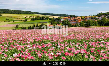 Das Dorf Grandenborn in Hessen mit den blühenden Opiummohn-Feldern Stockfoto