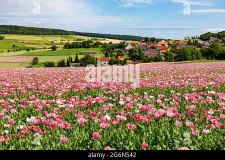 Das Dorf Grandenborn in Hessen mit den blühenden Opiummohn-Feldern Stockfoto