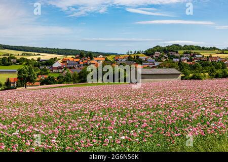 Das Dorf Grandenborn in Hessen mit den blühenden Opiummohn-Feldern Stockfoto