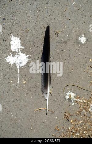 Vogelkot auf einer Straße in Berlin, Deutschland Stockfoto