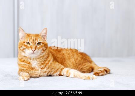 Porträt einer Ingwerkatze, die auf einem Bett liegt und vor unscharfem Hintergrund direkt in die Kamera blickt. Geringer Fokus. Copyspace. Stockfoto