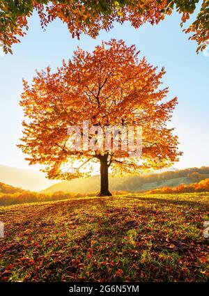 Auf dem mit Blättern bedeckten Rasen an den hohen Bergen Es gibt einen einsamen schönen üppigen starken Baum und die Sonnenstrahlen leuchten durch die Äste mit der BA Stockfoto