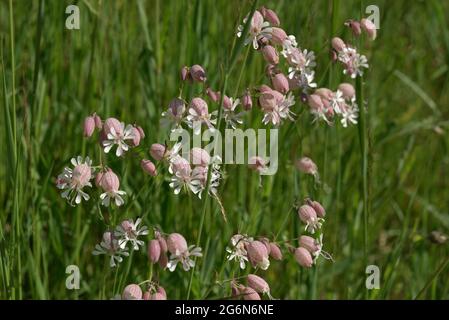 Blasencampion blüht in einem grünen Mädow, Berchtesgaden, Bayern, Deutschland Stockfoto