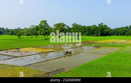 Paddy Felder werden von Teams von Stieren gepflügt, die von Männern und Frauen angetrieben werden, die in Majuli, Assam, Indien, mit traditionellen Methoden Setzlinge Pflanzen. Stockfoto