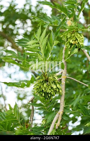 Infrakteszenz mit Samen einer gemeinen Esche (Fraxinus excelsior) im Sommer in einem Park in Deutschland Stockfoto