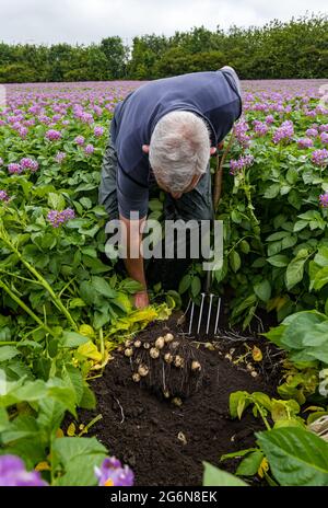 Geert Knottenbelt, der Manager des Luffness-Hauptbetriebs, überprüft den Maris-Peer-Kartoffelertrag in Summer Crop Field, East Lothian, Schottland, Großbritannien Stockfoto