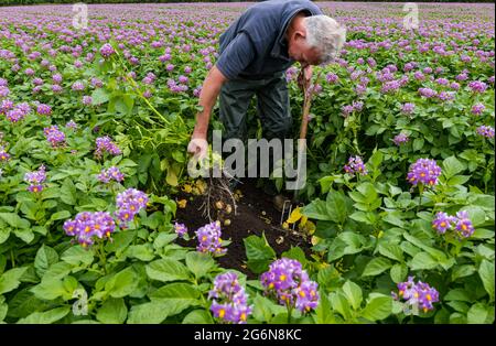 Geert Knottenbelt, der Manager des Luffness-Hauptbetriebs, überprüft den Maris-Peer-Kartoffelertrag in Summer Crop Field, East Lothian, Schottland, Großbritannien Stockfoto