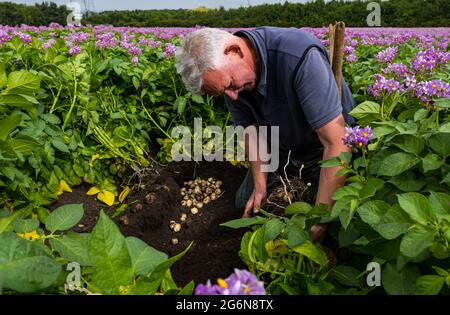 Geert Knottenbelt, der Manager des Luffness-Hauptbetriebs, überprüft den Maris-Peer-Kartoffelertrag in Summer Crop Field, East Lothian, Schottland, Großbritannien Stockfoto