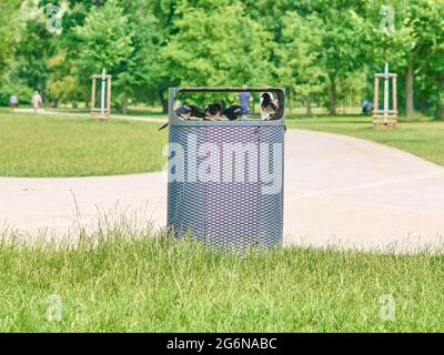 Vier Tauben in einem Müllsammler eines Stadtparks Stockfoto