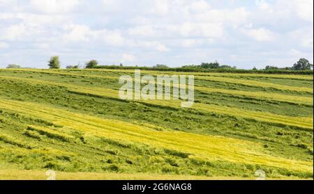 Abgeflachte Pflanzen auf einem Feld, das durch starken Regen und starken Wind beschädigt wurde. VEREINIGTES KÖNIGREICH. Stockfoto