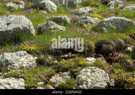 Blüht in den Bergen. Wiese mit gelben und fuchsienfarbenen Blüten. Abruzzen, Italien, Europa Stockfoto