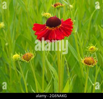 Nahaufnahme einer blühenden Helenium Moerheim Beauty im Juli. Stockfoto