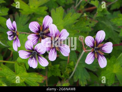 Ein Klumpen von Geranium Var. Sweet Heidy wächst im Juli an einer Grenze bei RHS Bridgewater, Salford, Manchester, Großbritannien. Stockfoto