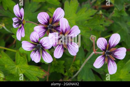 Ein Klumpen von Geranium Var. Sweet Heidy wächst im Juli an einer Grenze bei RHS Bridgewater, Salford, Manchester, Großbritannien. Stockfoto