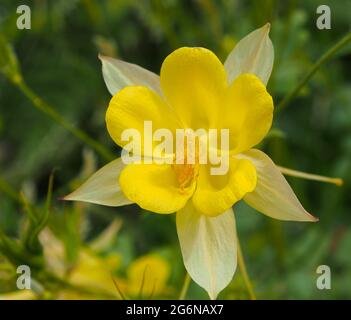 Im Juli blüht die einzelne Aquilegia chrysantha (Goldener Columbine oder Granny's Bonnet). Stockfoto