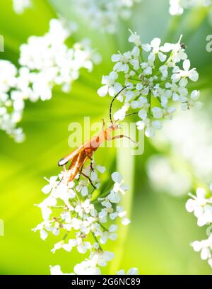 Gemeiner Rotkäferkäfer - Rhagonycha fulva - auf dem Boden Holunder (Aegopodium podagraria) blüht - Schottland, Vereinigtes Königreich Stockfoto