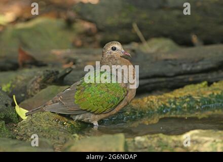 Grau-kappige Smaragdtaube (Chalcophaps indica indica) Weibchen, die am Waldpool Kaeng Krachan, Thailand, steht November Stockfoto